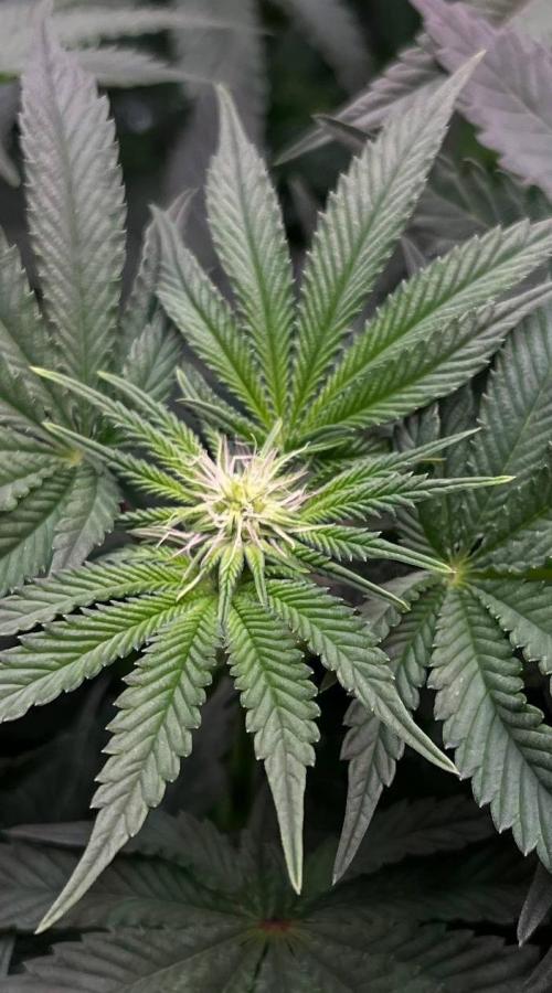 Animorph Mints & Señor Piña v.2. Week 8