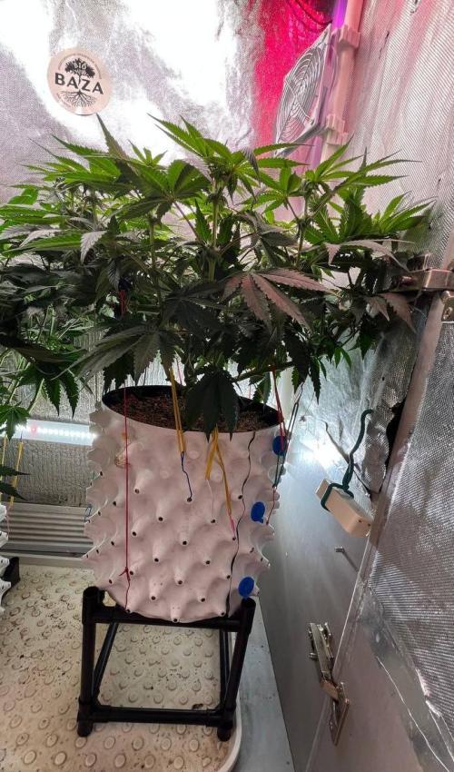 Animorph Mints & Señor Piña v.2. Week 8