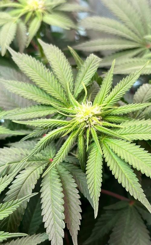 Animorph Mints & Señor Piña v.2. Week 8