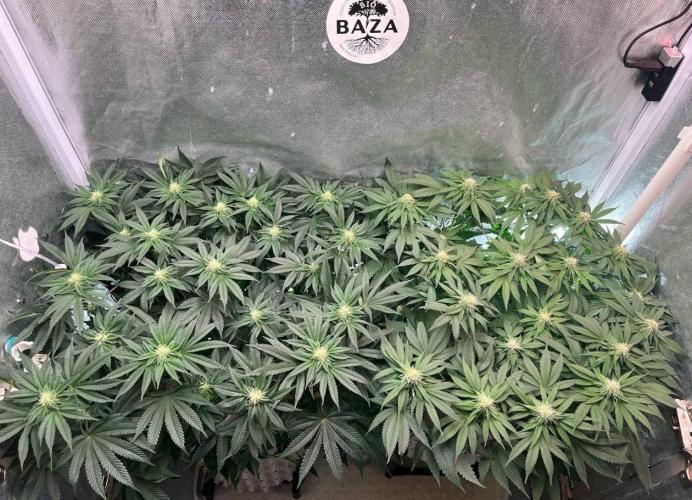 Animorph Mints & Señor Piña v.2. Week 9