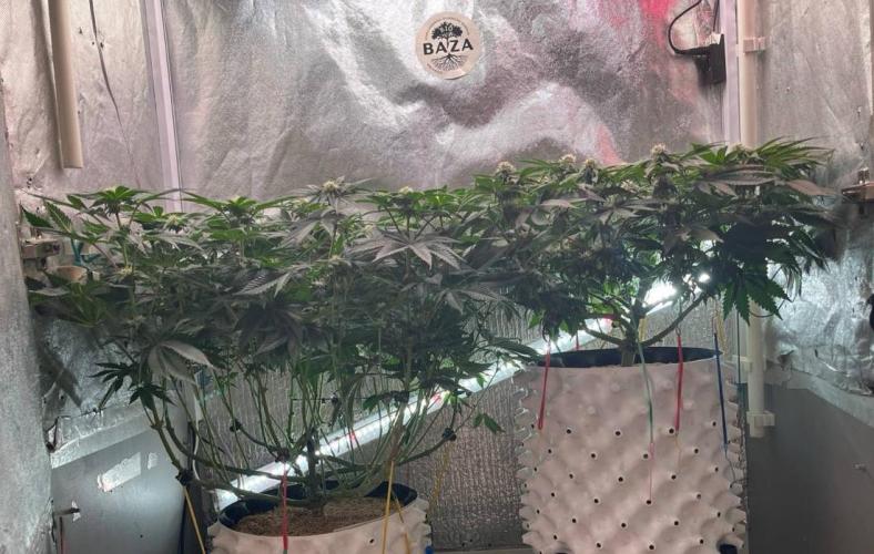 Animorph Mints & Señor Piña v.2. Week 9