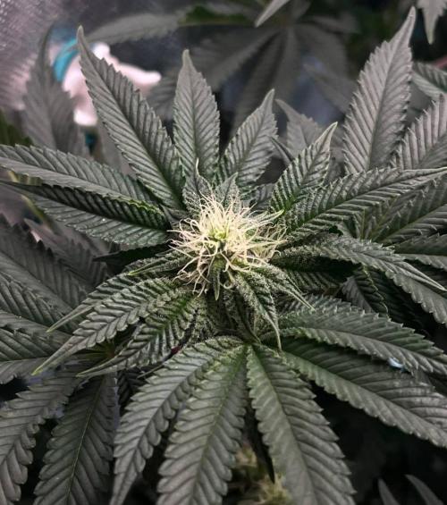 Animorph Mints & Señor Piña v.2. Week 9