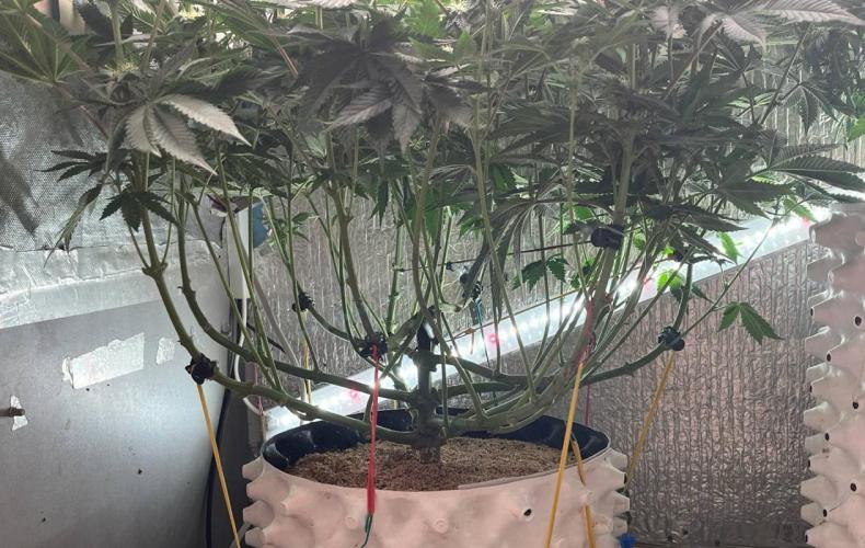 Animorph Mints & Señor Piña v.2. Week 9