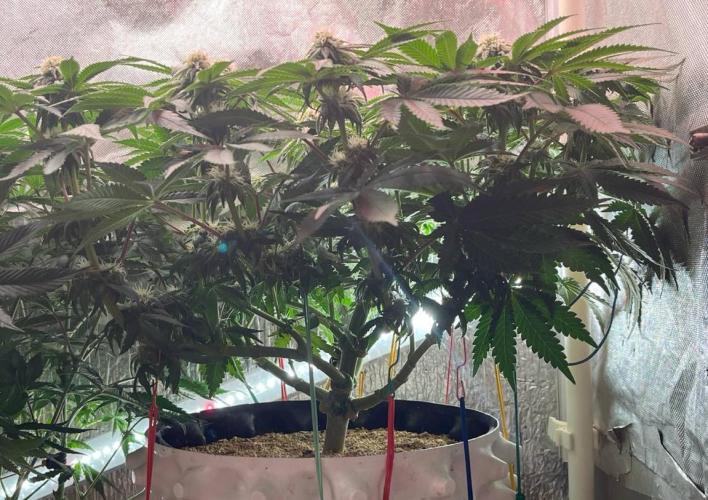 Animorph Mints & Señor Piña v.2. Week 9