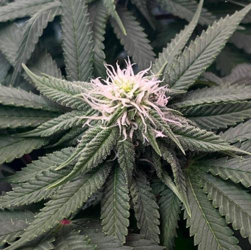 Animorph Mints & Señor Piña v.2. Week 9