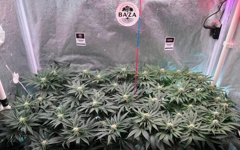 Animorph Mints & Señor Piña v.2. Week 10