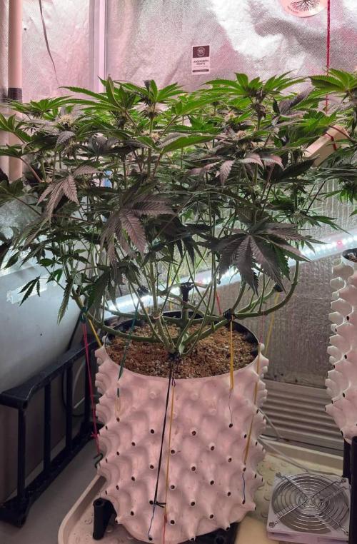 Animorph Mints & Señor Piña v.2. Week 10