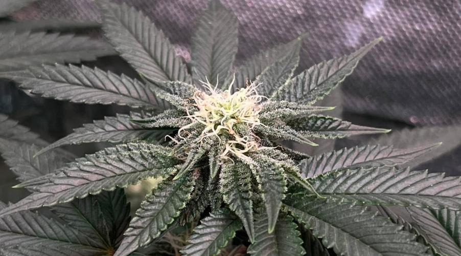 Animorph Mints & Señor Piña v.2. Week 10