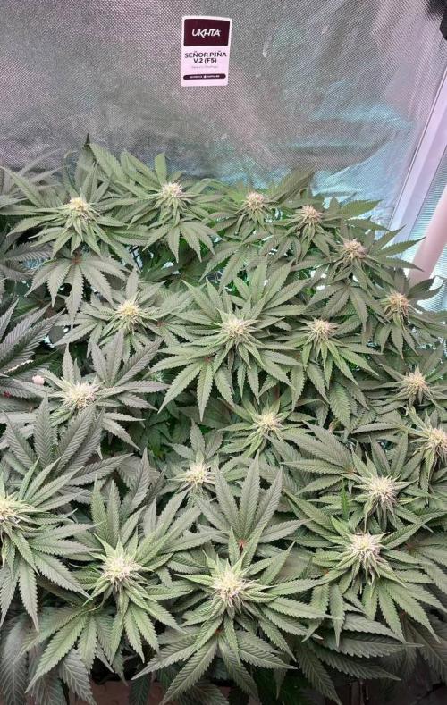 Animorph Mints & Señor Piña v.2. Week 10