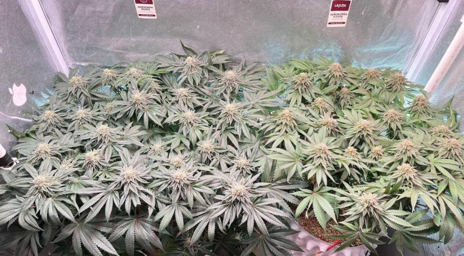 Animorph Mints & Señor Piña v.2. Week 11