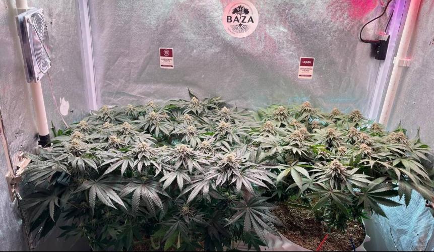 Animorph Mints & Señor Piña v.2. Week 11