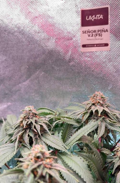 Animorph Mints & Señor Piña v.2. Week 11