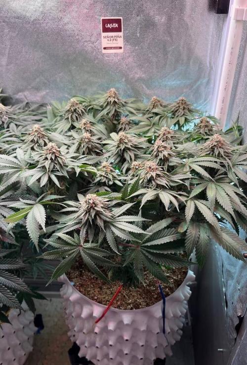 Animorph Mints & Señor Piña v.2. Week 11