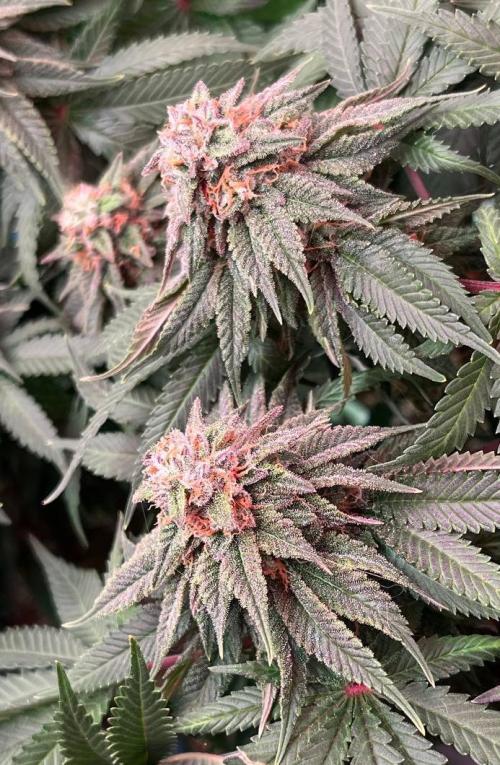 Animorph Mints & Señor Piña v.2. Week 11