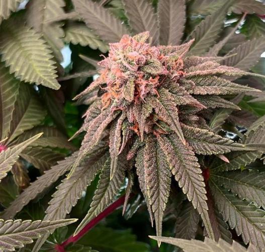 Animorph Mints & Señor Piña v.2. Week 11