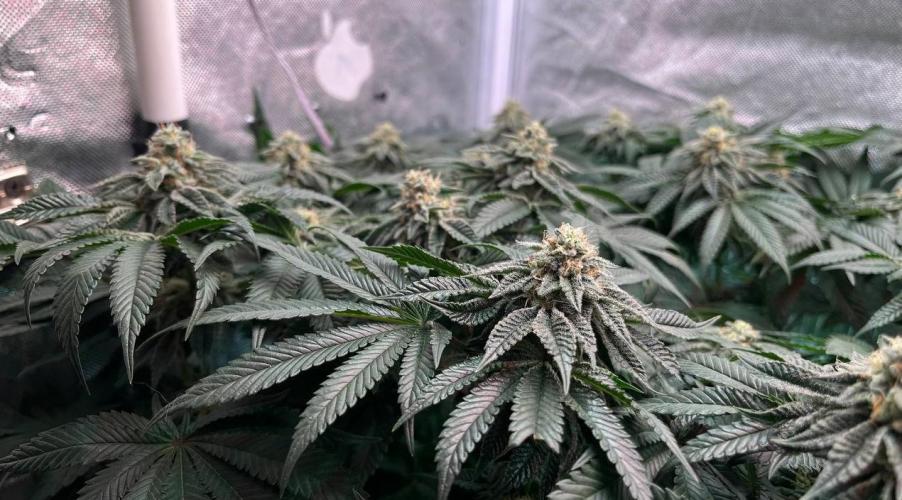 Animorph Mints & Señor Piña v.2. Week 11