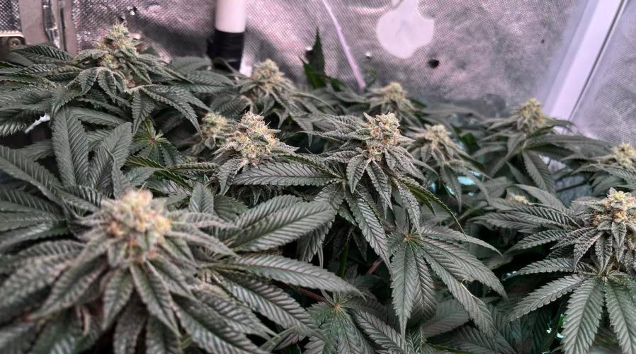 Animorph Mints & Señor Piña v.2. Week 11