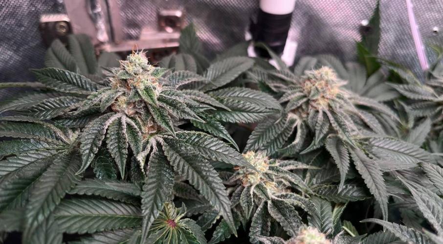 Animorph Mints & Señor Piña v.2. Week 11