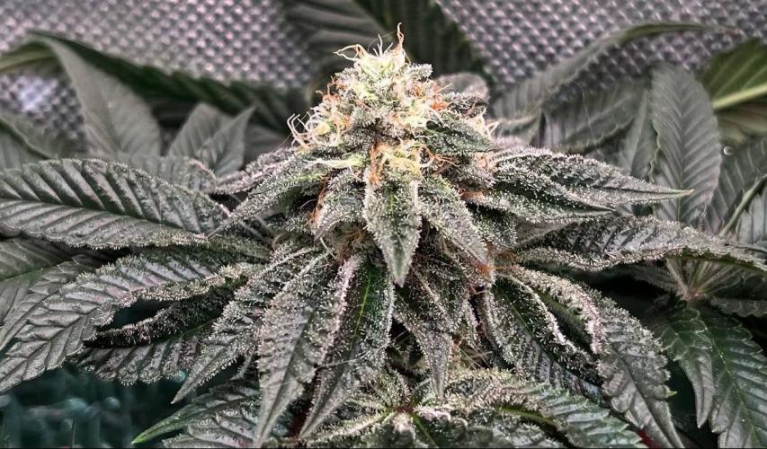 Animorph Mints & Señor Piña v.2. Week 11