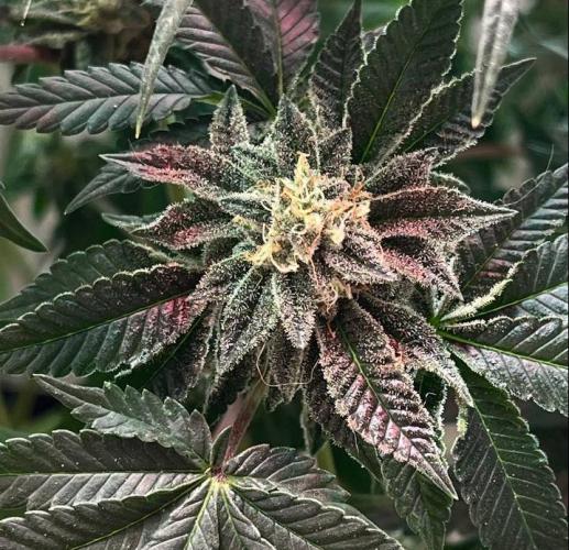 Animorph Mints & Señor Piña v.2. Week 11