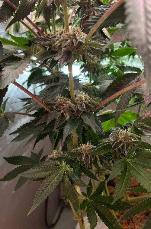 Animorph Mints & Señor Piña v.2. Week 11