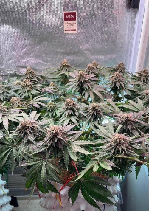 Animorph Mints & Señor Piña v.2. Week 12