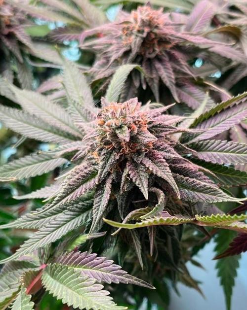 Animorph Mints & Señor Piña v.2. Week 12