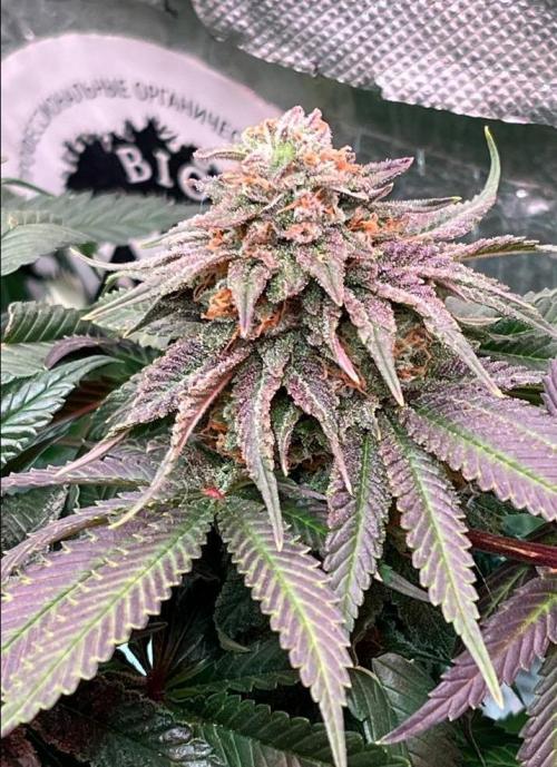 Animorph Mints & Señor Piña v.2. Week 12