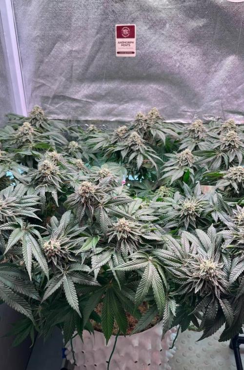 Animorph Mints & Señor Piña v.2. Week 12