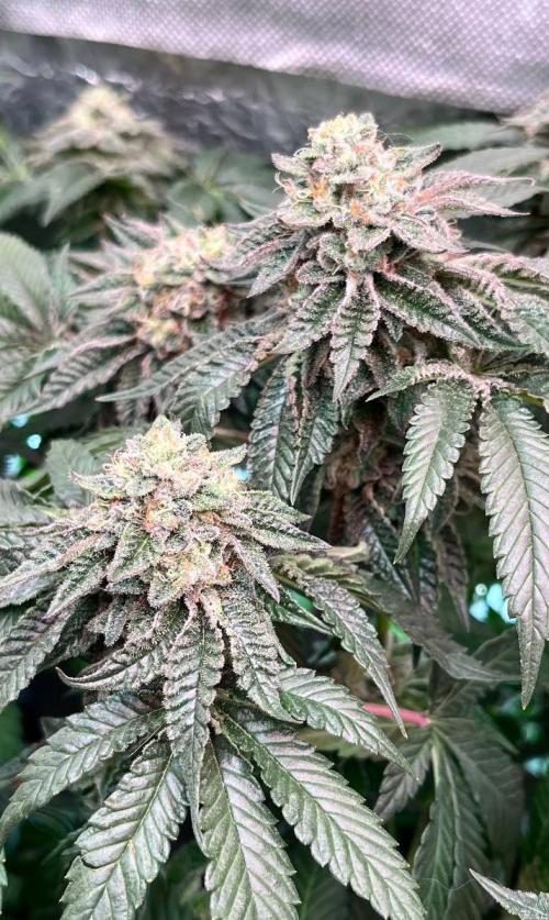 Animorph Mints & Señor Piña v.2. Week 12