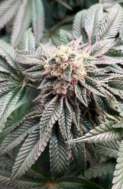 Animorph Mints & Señor Piña v.2. Week 12