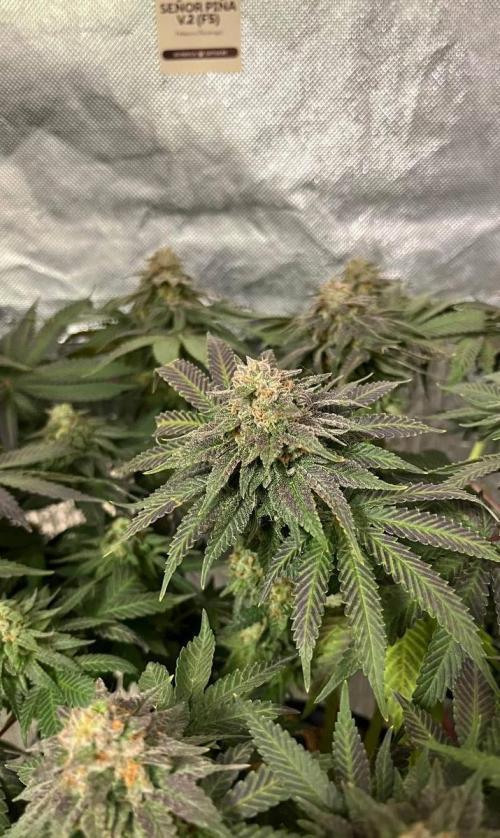 Animorph Mints & Señor Piña v.2. Week 12