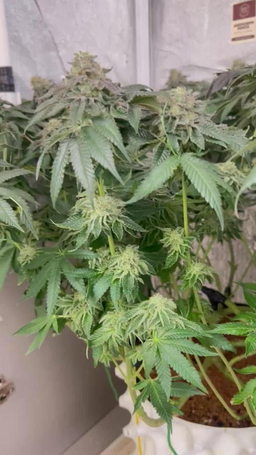 Animorph Mints & Señor Piña v.2