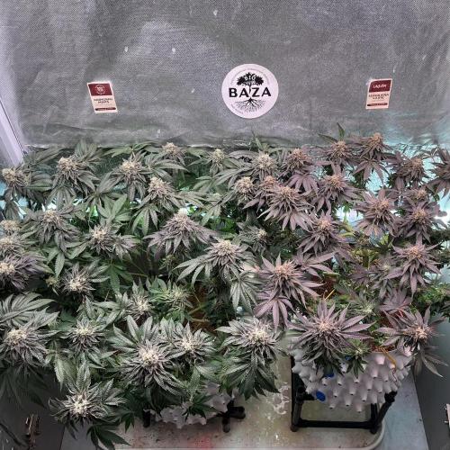 Animorph Mints & Señor Piña v.2. Week 13