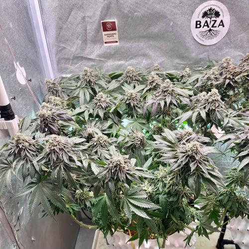 Animorph Mints & Señor Piña v.2. Week 13