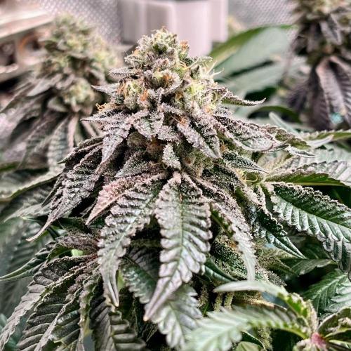 Animorph Mints & Señor Piña v.2. Week 13