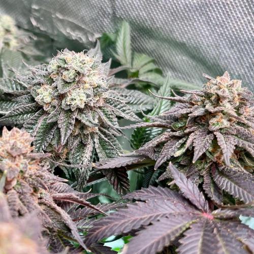 Animorph Mints & Señor Piña v.2. Week 13