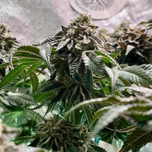 Animorph Mints & Señor Piña v.2. Week 13