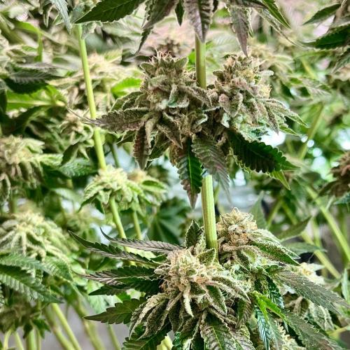 Animorph Mints & Señor Piña v.2. Week 13