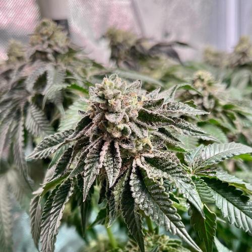 Animorph Mints & Señor Piña v.2. Week 13