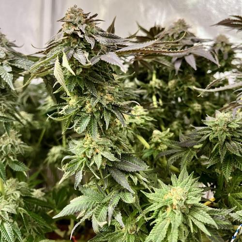 Animorph Mints & Señor Piña v.2. Week 13