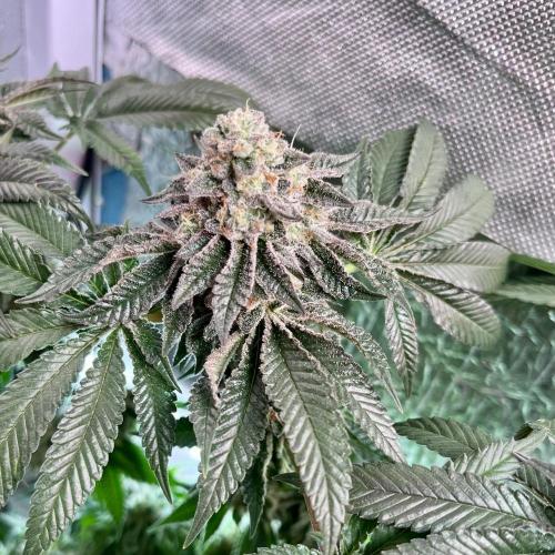 Animorph Mints & Señor Piña v.2. Week 13