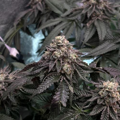 Animorph Mints & Señor Piña v.2. Week 13