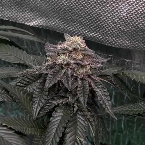 Animorph Mints & Señor Piña v.2. Week 13