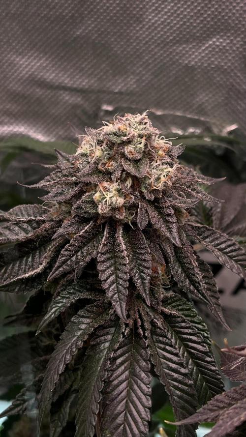 Animorph Mints & Señor Piña v.2. Week 13