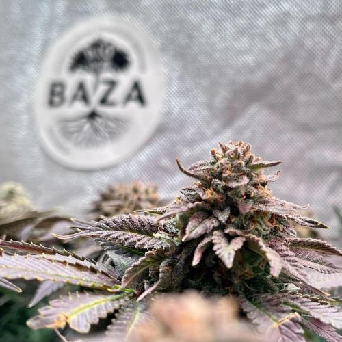 Animorph Mints & Señor Piña v.2. Week 13