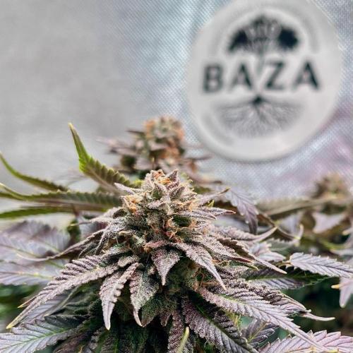 Animorph Mints & Señor Piña v.2. Week 13