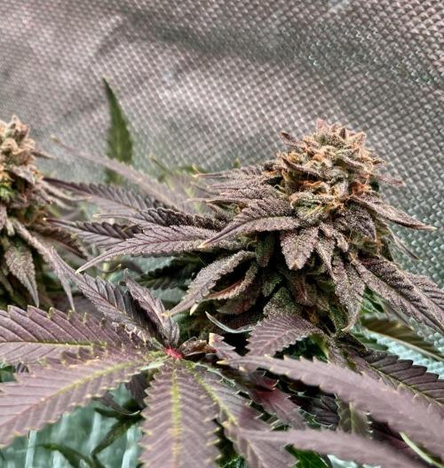 Animorph Mints & Señor Piña v.2. Week 13