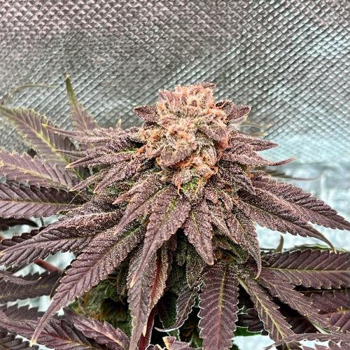 Animorph Mints & Señor Piña v.2. Week 13