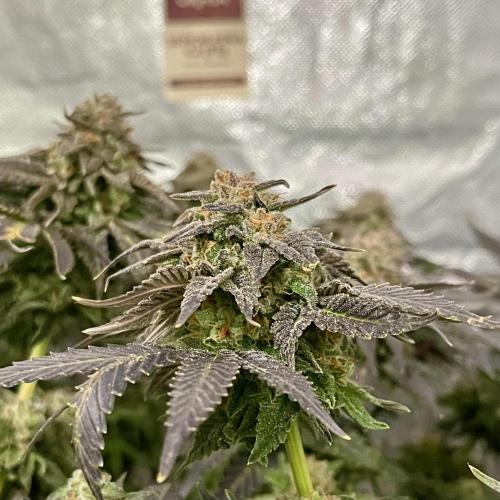 Animorph Mints & Señor Piña v.2. Week 13